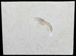 Jurassic Fossil Shrimp (Antrimpos) - Solnhofen Limestone #50829-2